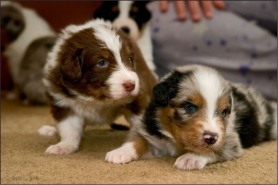 Radar and Ozzie - Australian Shepherds