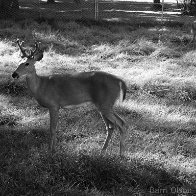 Deer in Late Sunlight