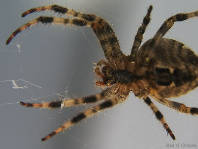 Spider - Cross Orbweaver