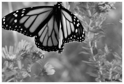 monarch in BW