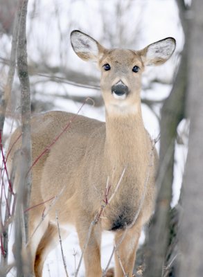 deer01.jpg