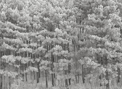 _MG_9052.jpg