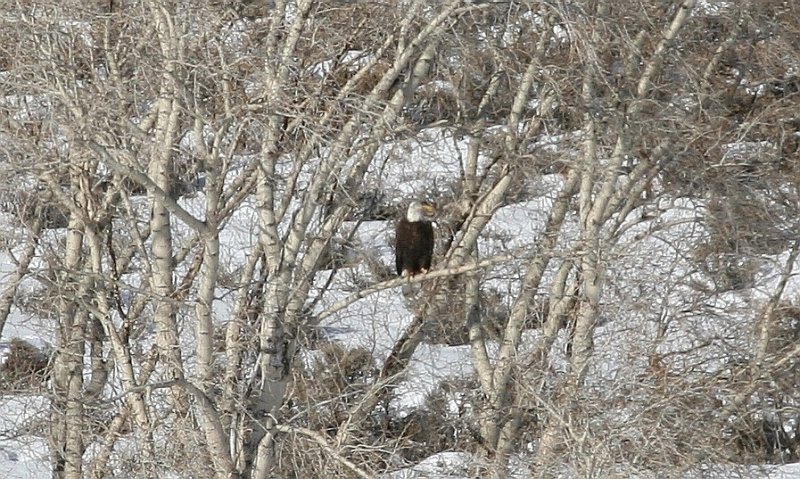 bald eagle 2.jpg