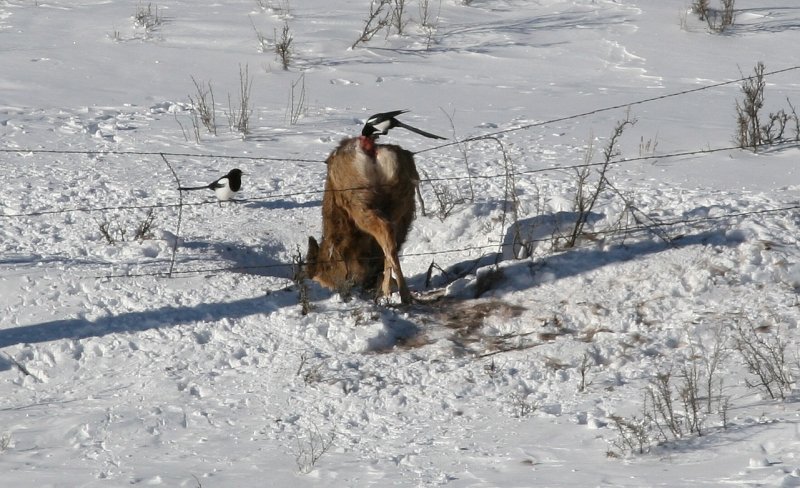 fence deer 2.jpg