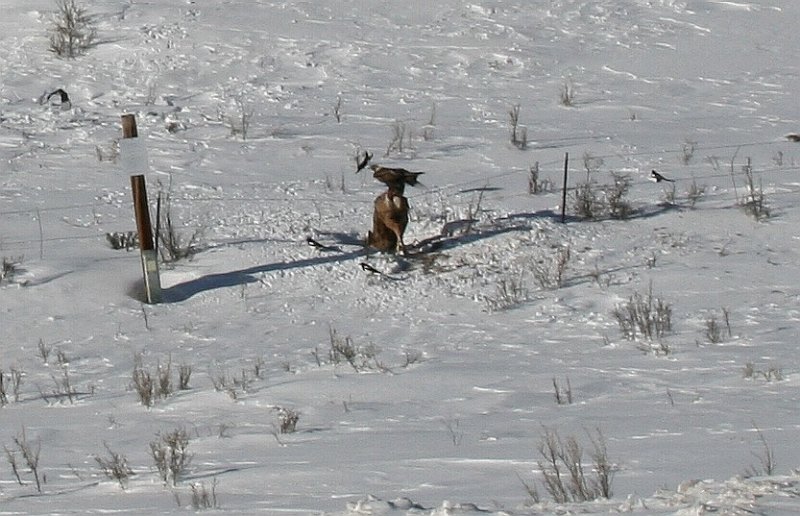fence deer.jpg