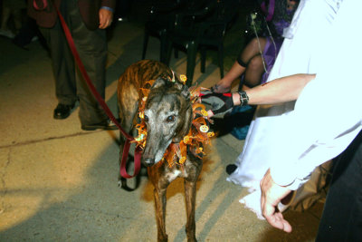 Wedadog.jpg