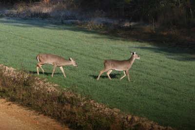 sausage on the hoof