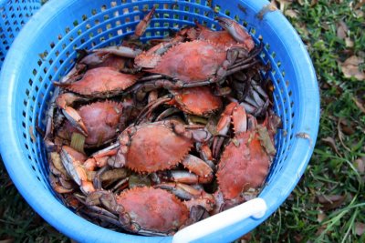 Buck's Crab Feast
