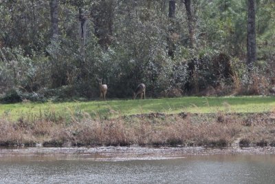 deer across the pond from our camp