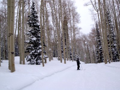 Loss again in the aspens