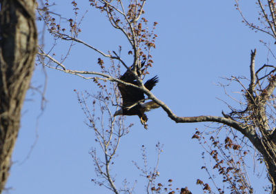 Bald Eagle expanding their territory in the south