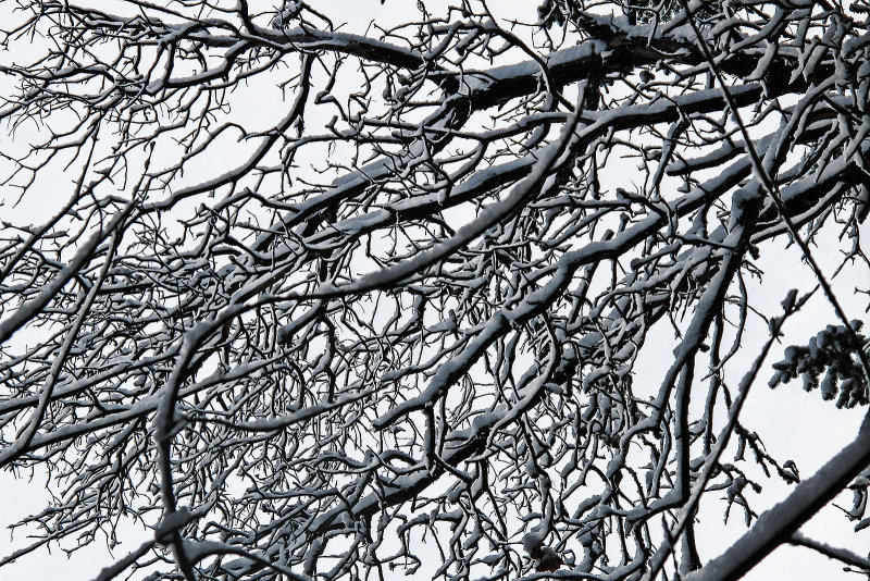 snowy tree