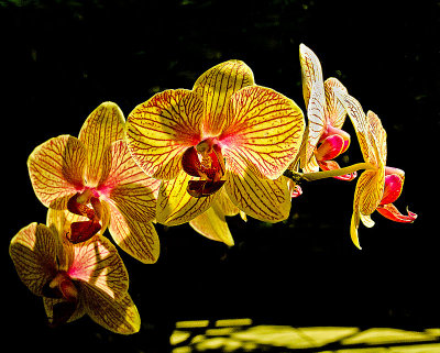 orchidarraywebDSC01093.jpg