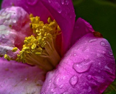 wetblossomwebDSC01731.jpg