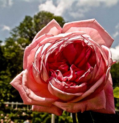 june-rosewebDSC02243.jpg
