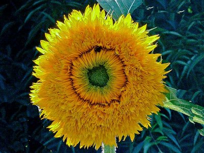 sunflowerwebDSC02872.jpg
