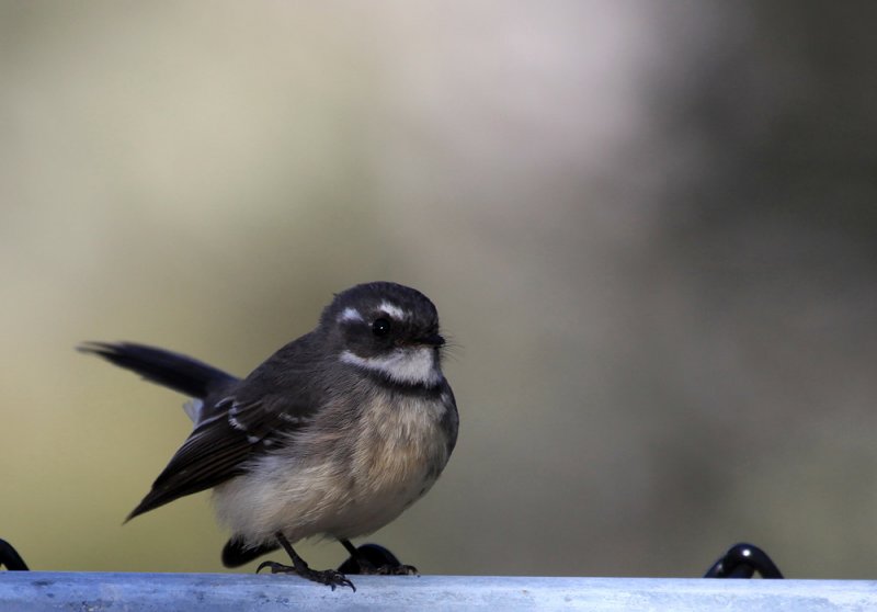 Grey Fantail