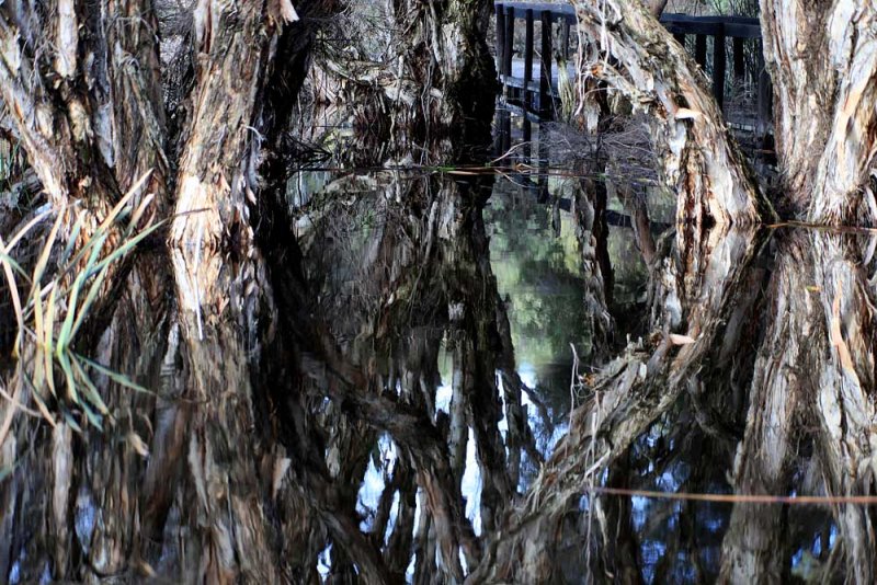 Flooded paperbark trees.