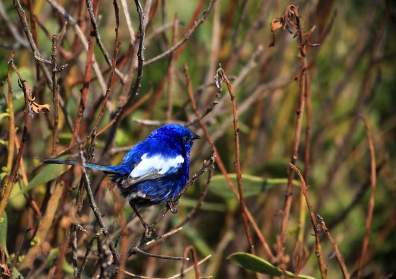 White-Winged Fairy-Wren