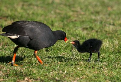 Dusky Moorhen and chick