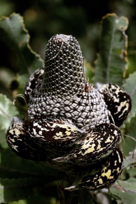 Banksia seed capsules