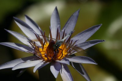 Dragonfly on a water lily