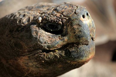 Galpagos giant tortoise