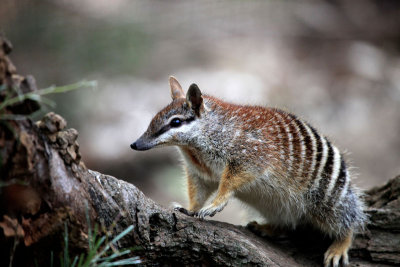 Numbat. (endangered)