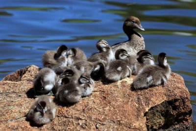 Australian Wood Duck and  babies