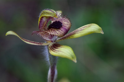 Dancing Spider Orchid