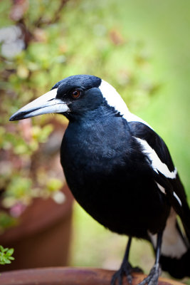 Brainwashed by an Australian Magpie