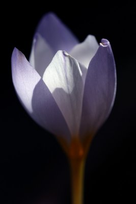 Winter Crocus