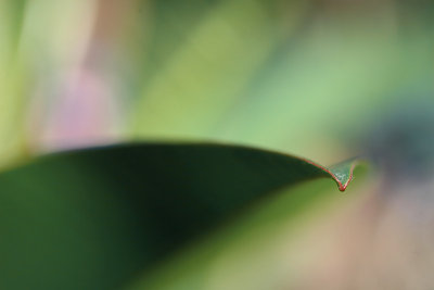 Frangipani leaf