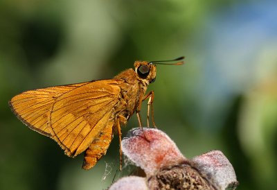 Orange palm dart