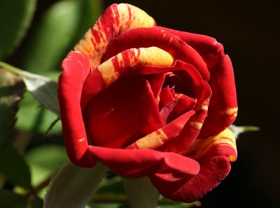  miniature rose,  Little Dragon, 