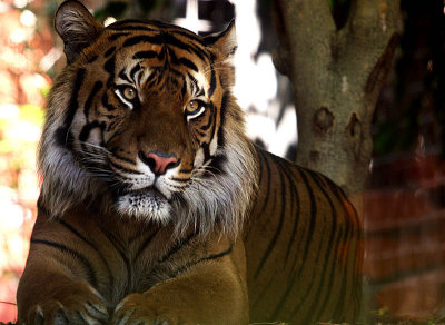 Sumatran Tiger,  endangered