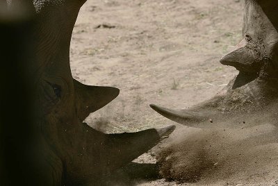 Sparring  Rhinos