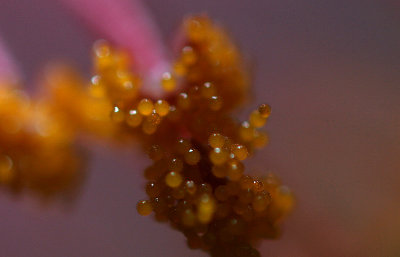 One pollen sac from Hibiscus