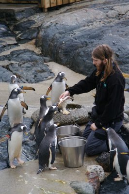 Foring av pingvinene