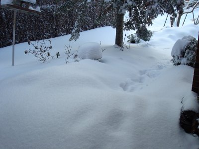 february_snow