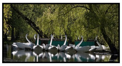 Swans-a-swimming