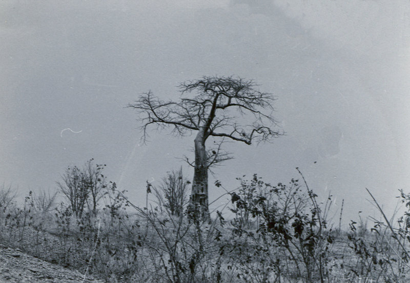Baobab Tree, North Access Road, Kariba