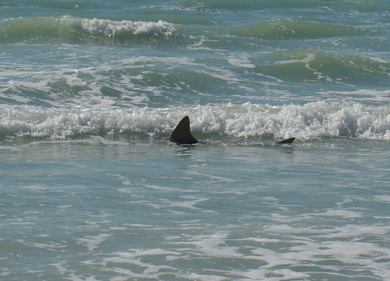 Shark off Siesta Key, Florida
