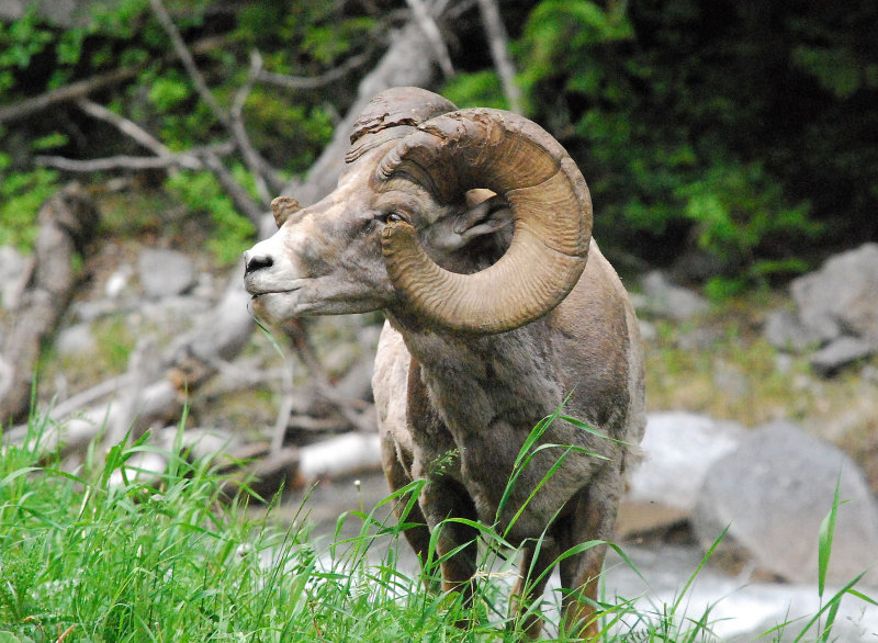 5 feet off the road, Hwy 93 Kootenay Park