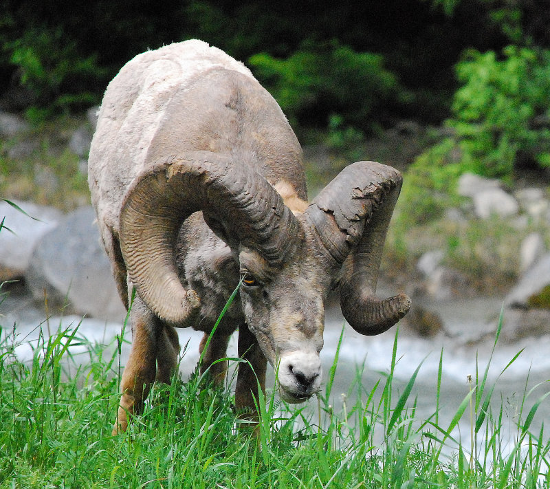 5 feet off the road, Hwy 93 Kootenay Park
