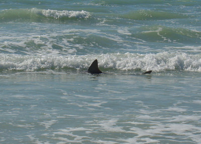 Shark off Siesta Key, Florida