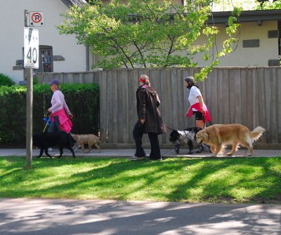 The Dog Walkers