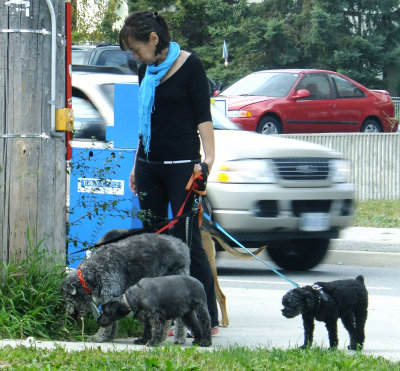 The Dog Walker