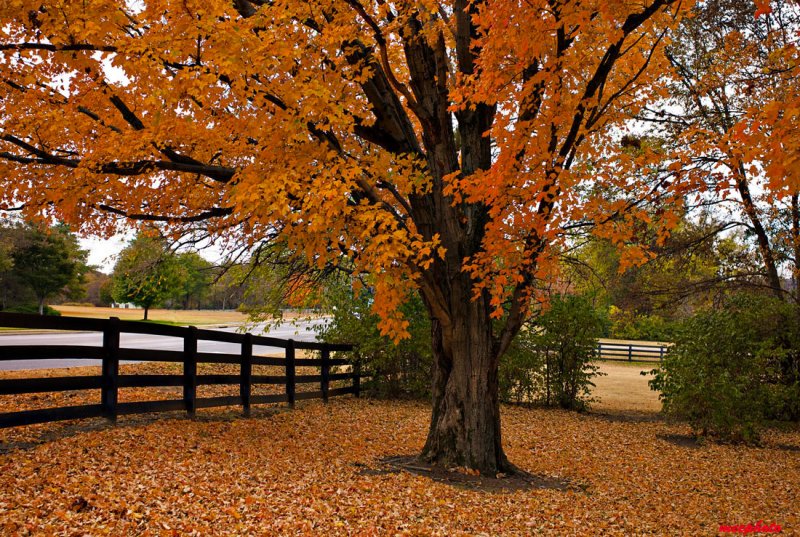 Late Autumn Scene