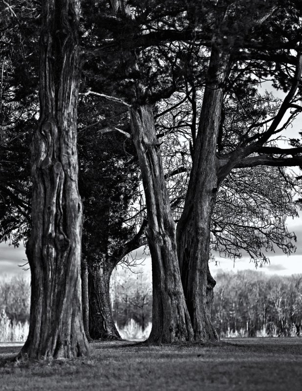 Cypresses